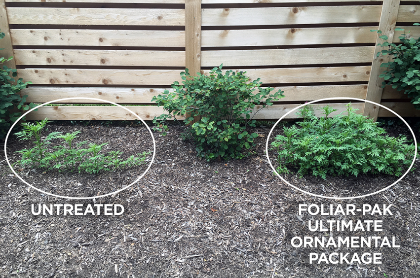 ornamental plant treated with foliar-pak versus without