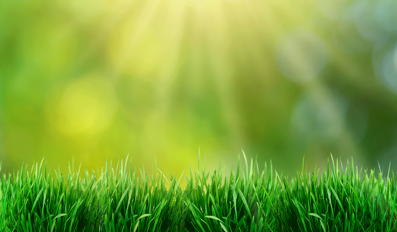 sunny turf in spring