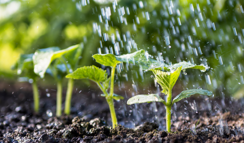 14 essential nutrients in plants