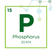 phosphorus icon