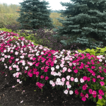flowers after ultimate ornamental program