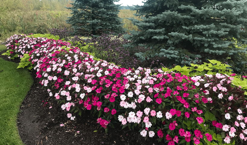 flowers after ultimate ornamental program