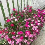 healthy flower basket after foliar-pak program