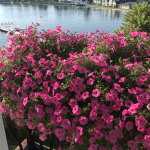 healthy flowers by water