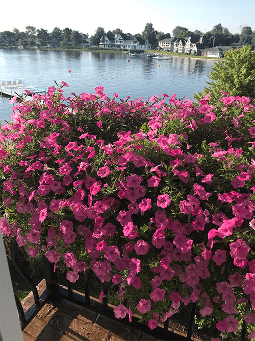 healthy flowers by water