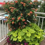 flowers after using ultimate ornamental program
