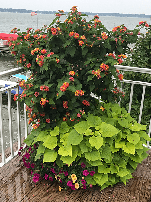 flowers after using ultimate ornamental program