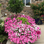 large flower pot on patio