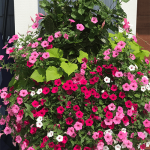 flowers after using foliar-pak program