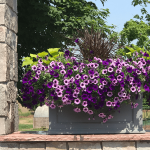 flowers on ledge