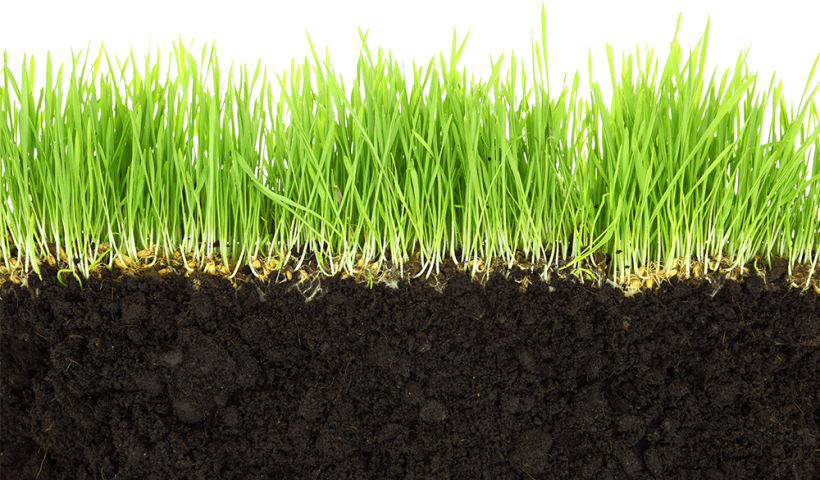 grass growing