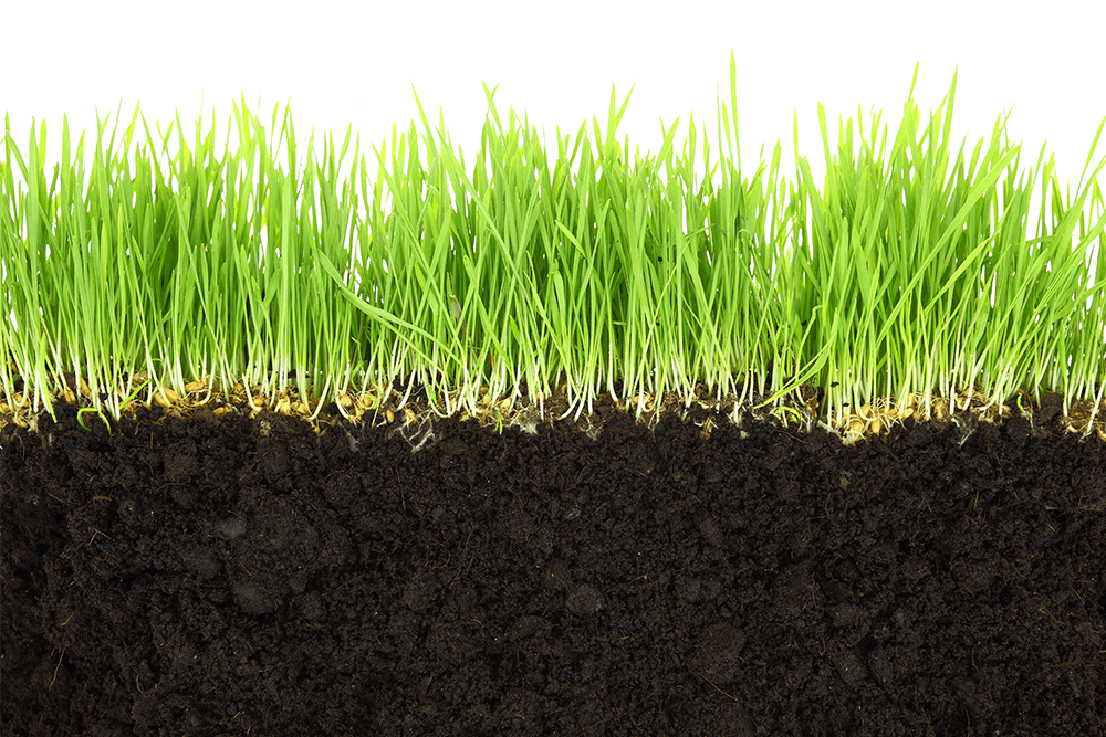 grass growing
