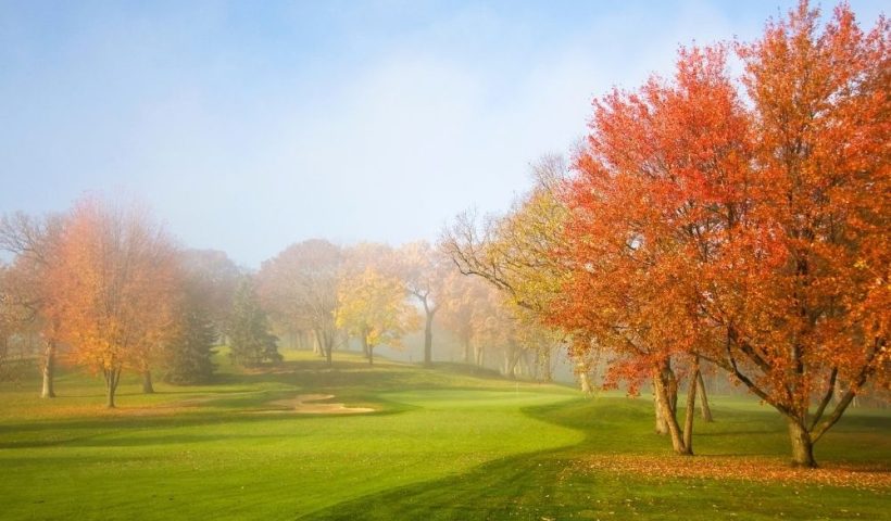fall trees