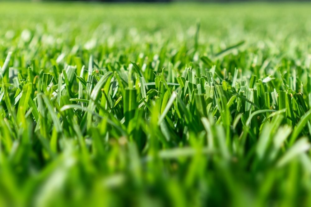 balanced lawncare turf up close