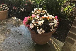 pot of flowers sitting on porch