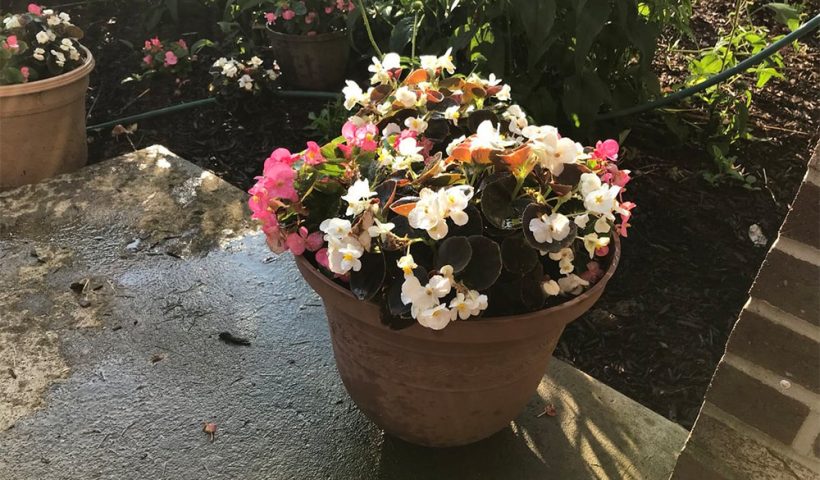 pot of flowers sitting on porch