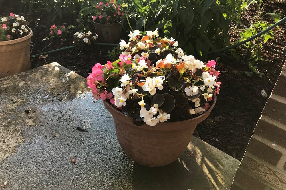 pot of flowers sitting on porch