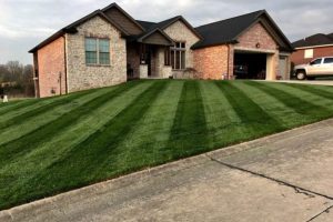 house lawn after using lawn care fertility program products