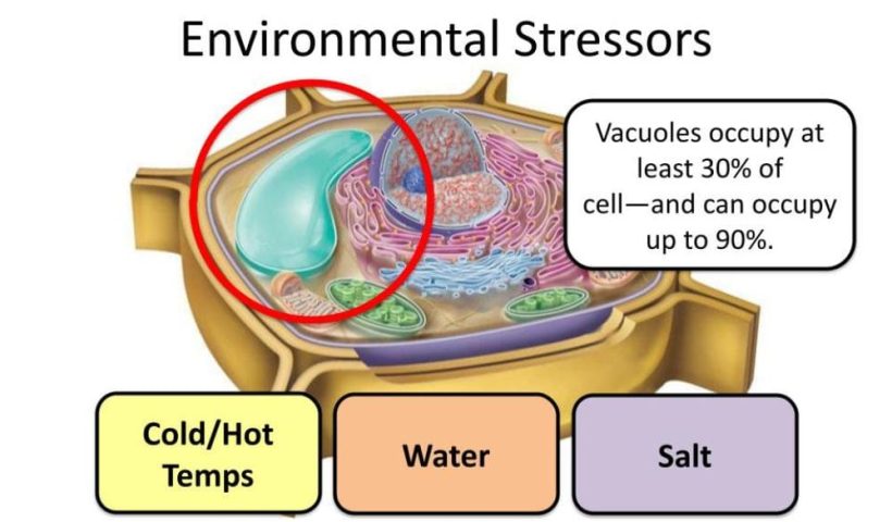 environmental stressors graphic
