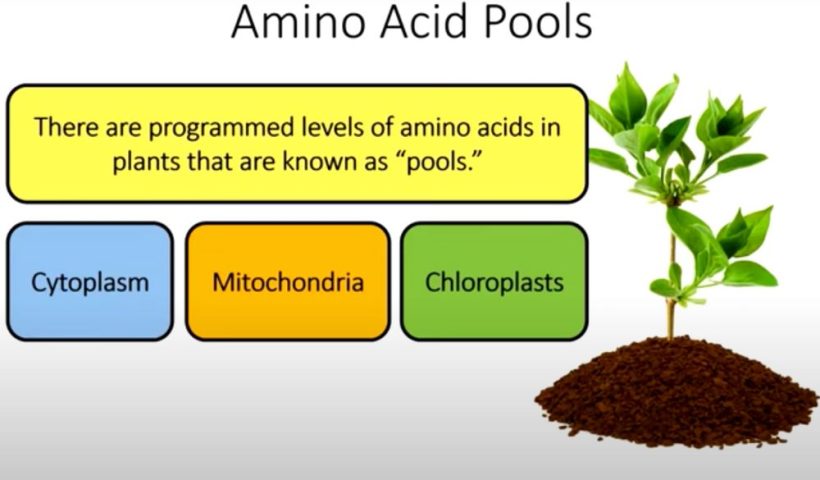 amino acids graphic