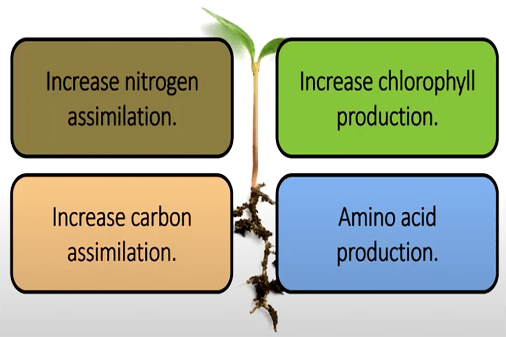 amino acids diagram