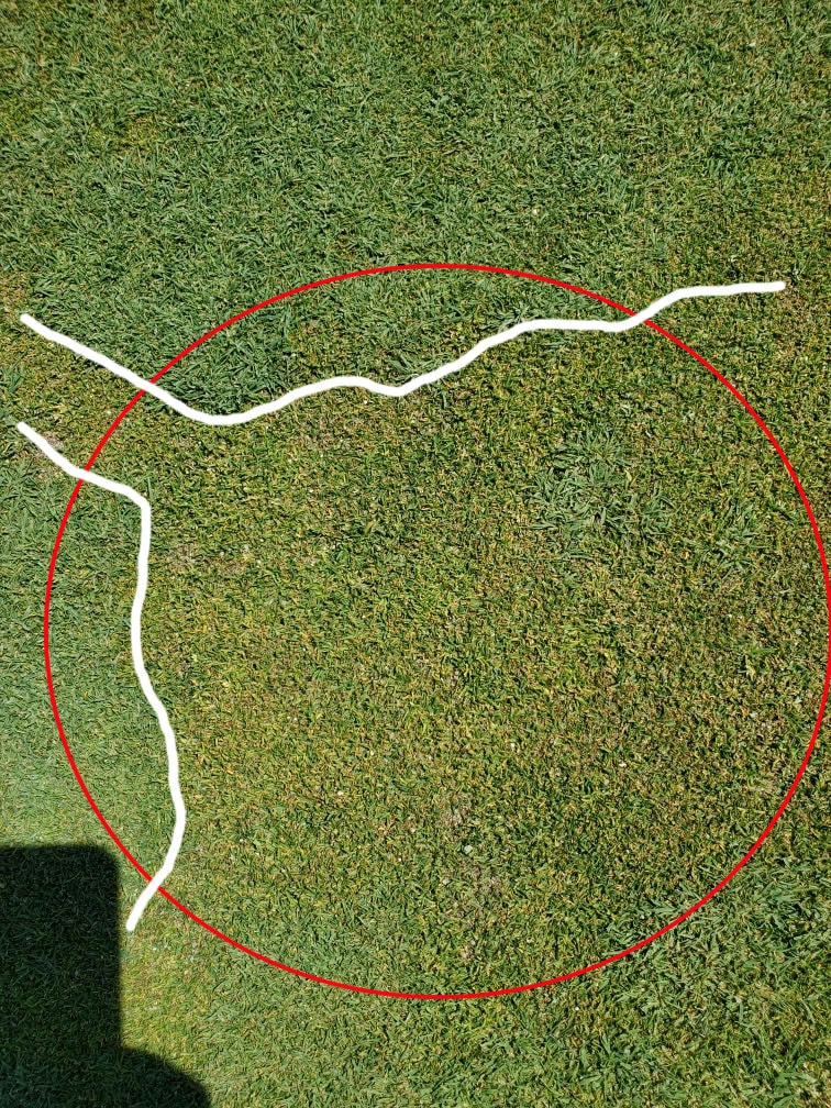 PGR damage on Poa on golf course grass