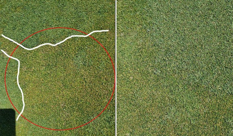 before and after of golf course grass