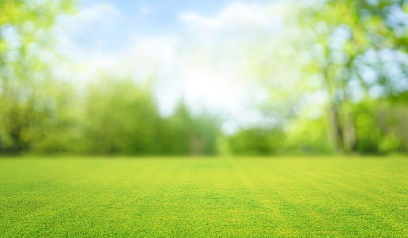 close-up of fresh grass
