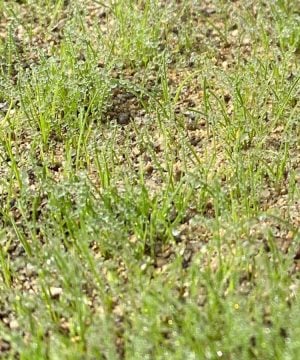 foliar pak establishment program turf seedlings