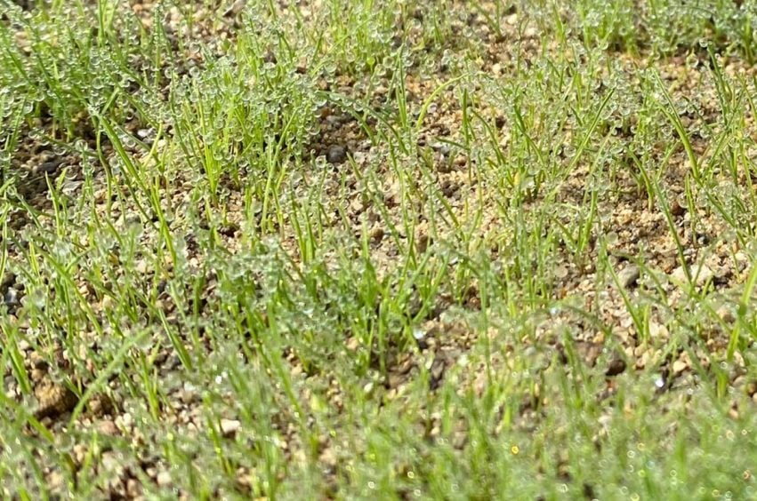 foliar pak establishment program turf seedlings