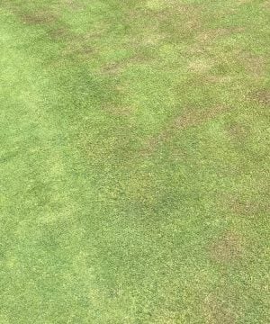 dry spot in grass