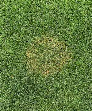 close-up of a patch in grass