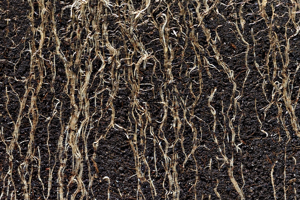roots close-up