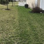 close-up of residents grass
