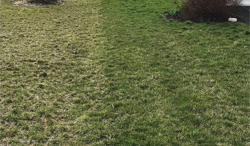 close-up of grass
