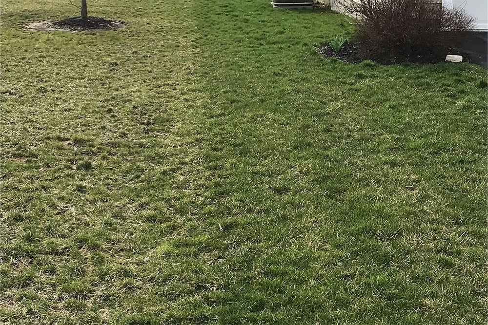 close-up of grass
