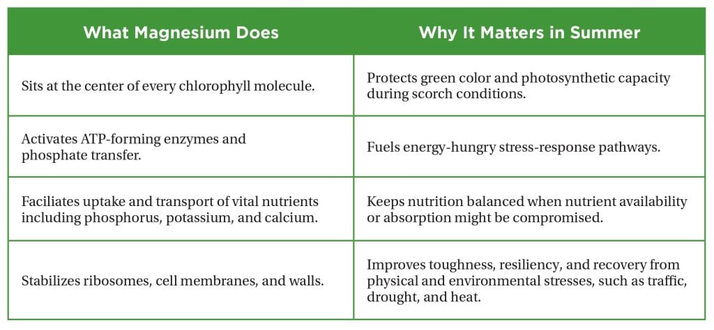 Magnesium table