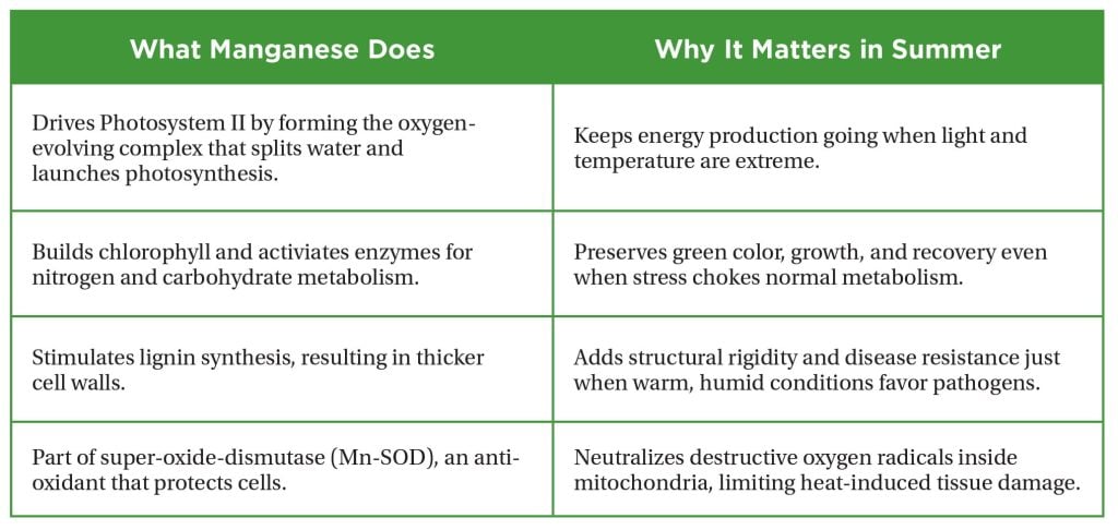Manganese table