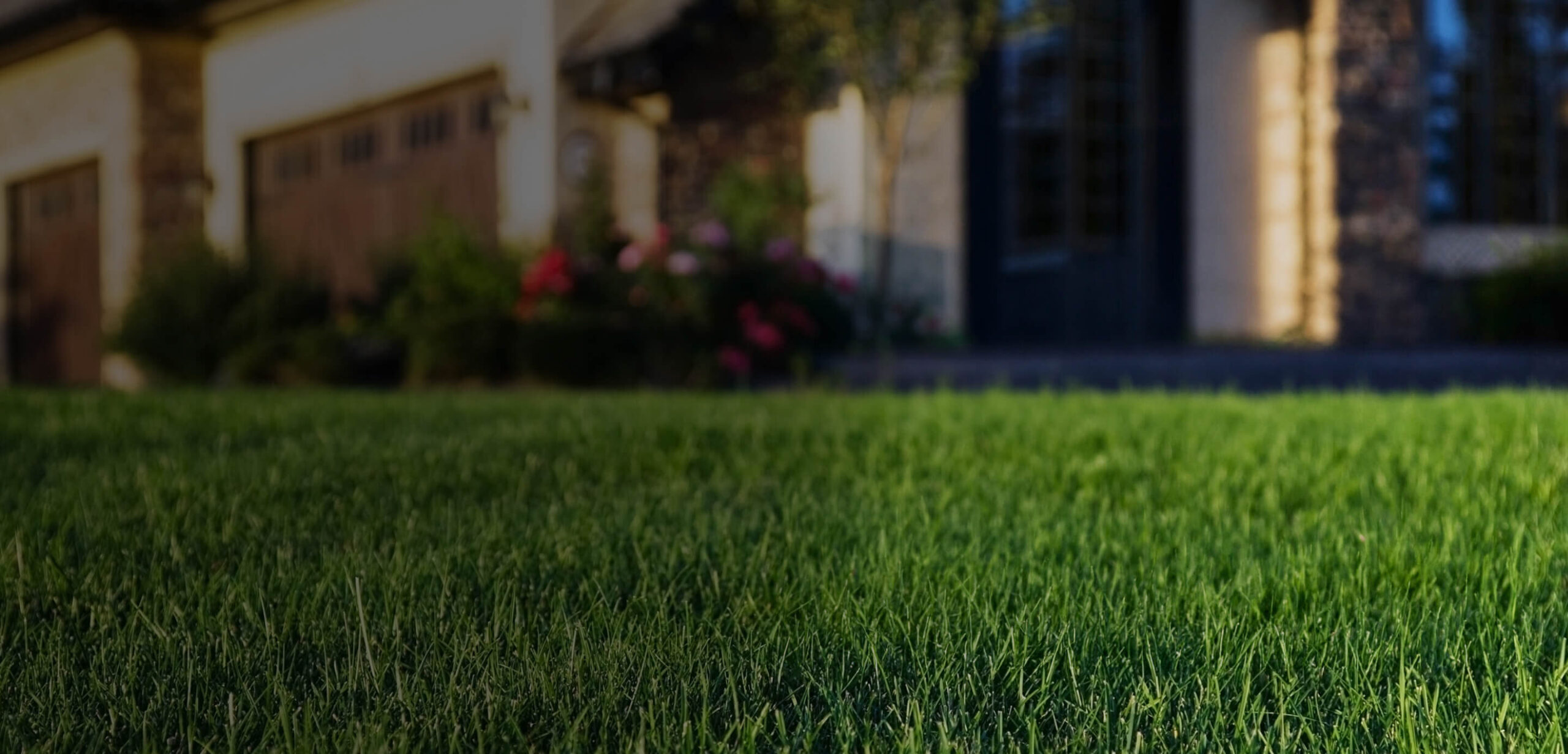 background grass