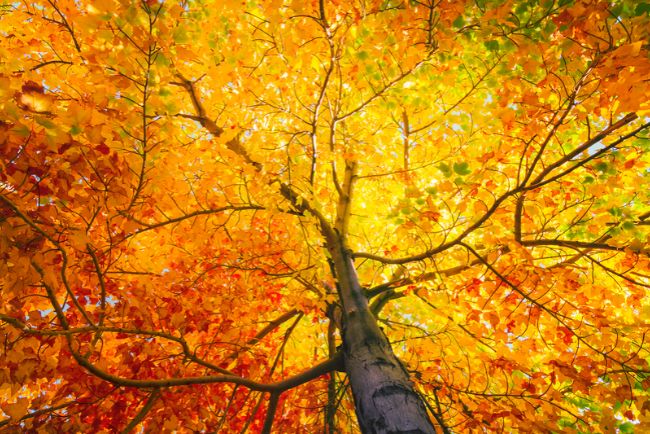 color leaves on tree